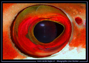 The Eye of a Grupper... Que du bonheur... :O)... by Michel Lonfat 